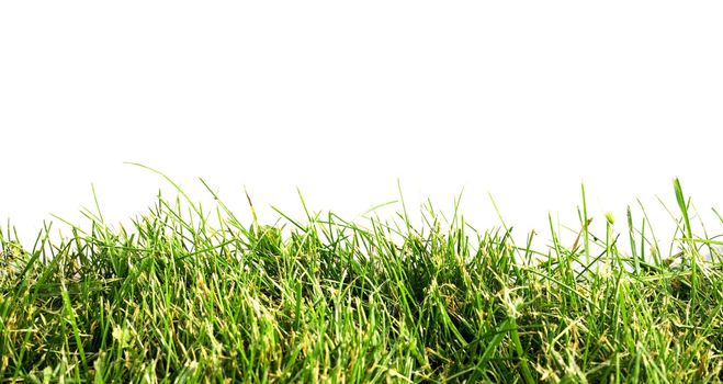 The green grass on white background