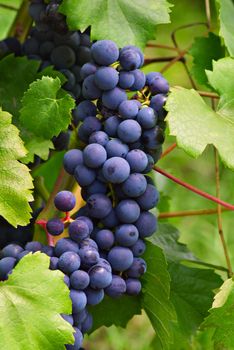 Cabernet Grapes on the vine in a vineyard