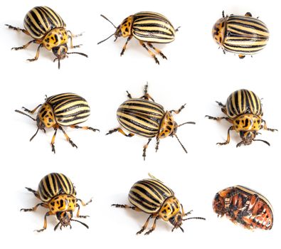 Colorado beetles photographed on a white background