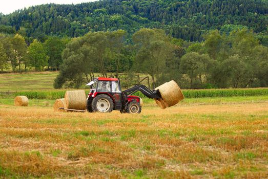 Harvesting. A tractor collecting wheat on a field.