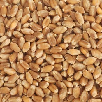 The texture of golden wheat grains