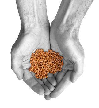 The hands and wheat isolated on a white background