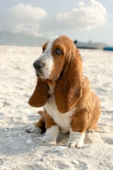 puppy basset hound sitting on sand beach 