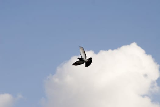 DOVE IN THE AIR WITH WINGS WIDE OPEN