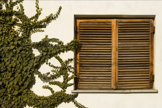 ancient wooden window and climbing green plant