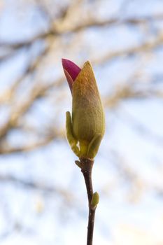 macro of freshness magnolia bloom on sky background