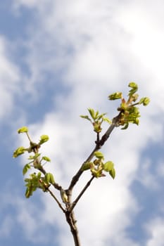 spring time, detail of chestnut, leaf and bloom