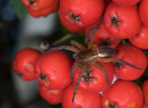 Brown spider hunting on a mountain ash