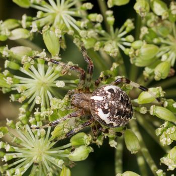 The big spider hunting on flowers of fennel