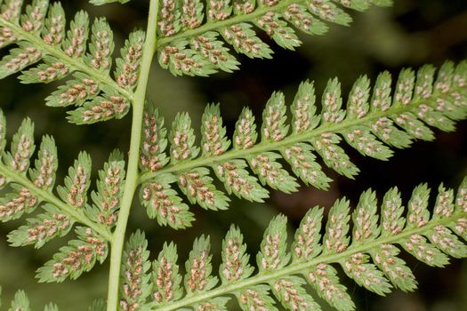 Photo of an underside of leaf of a fern