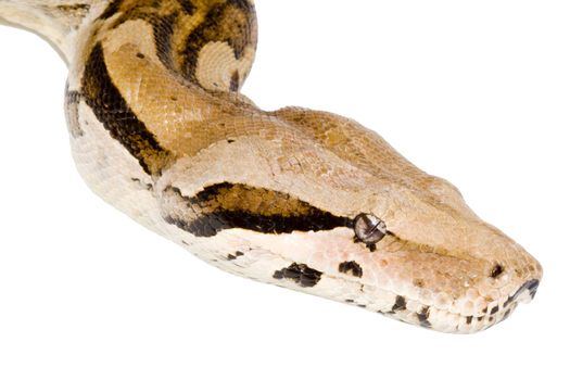 Head of a large adult Boa Constrictor  - detail