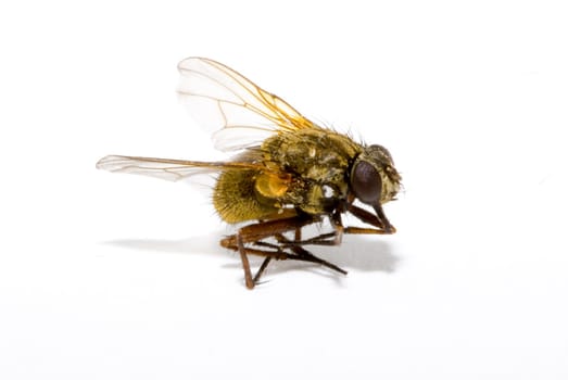 detail of a house fly - Musca domestica