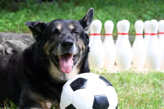 a dog playing with a ball ouside on the lawn