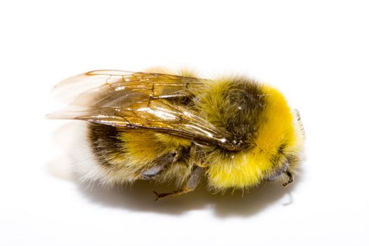 detail of a bumblebee (bombus) on the white background