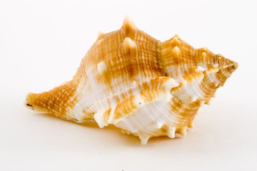 detail of a conch on the white background