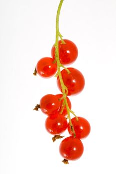 a bunch of berries of red currant - Ribes rubrum 