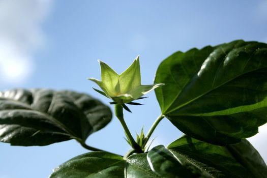 Flower of hibiscus on the sky background.