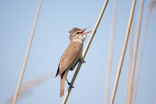 reedwarbler (acrocephalus, scirpaceus) sitting on the reed 2