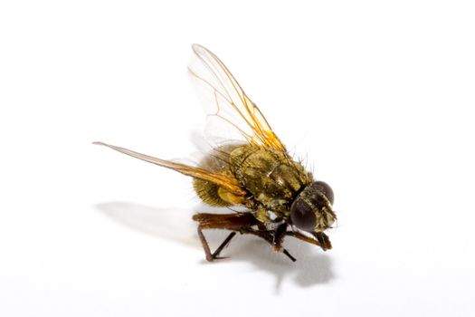 detail of a house fly - Musca domestica