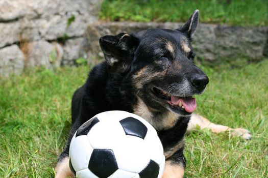 a dog playing with a ball ouside on the lawn