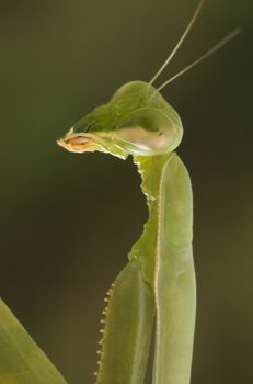 Praying Mantis against a green background with narrow depth of field.