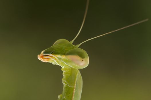 Praying Mantis against a green background with narrow depth of field.