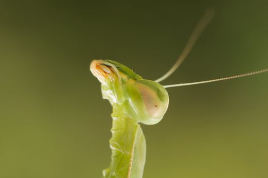 Praying Mantis against a green background with narrow depth of field.