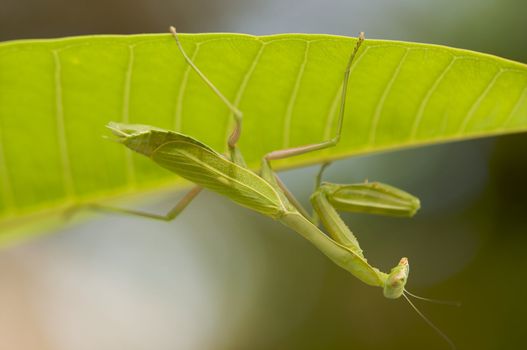 Praying Mantis against a green background with narrow depth of field.