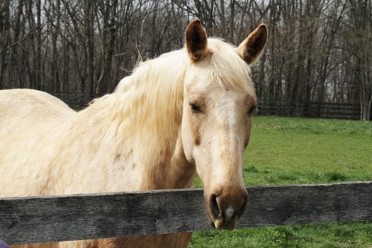 A blond colored horse looking over its pasture fence.