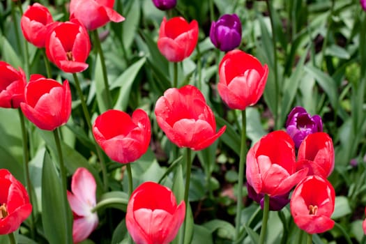 red and lilac tulips on green
