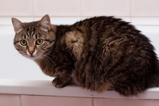 tabby grey cat sitting on bath
