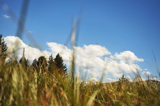 A Bugs eye view of the surrounding forest and sky.