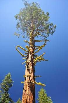 A very tall Cedar tree with Chartruese Lichen growing on it stands above all other trees in the forest