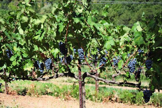 Purpel wine grapes, ripe and ready to pick and take to the winery.