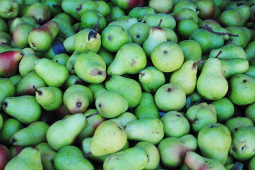 Many freshly harveted green Pears ready for market.