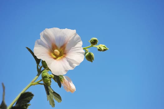 A single Hollyhock flower stands againt a light blue sky on a clear day.