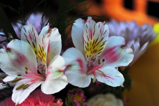Closeup of flowers in many colorful shades of white, pink, and yellow in a shallow DOF.