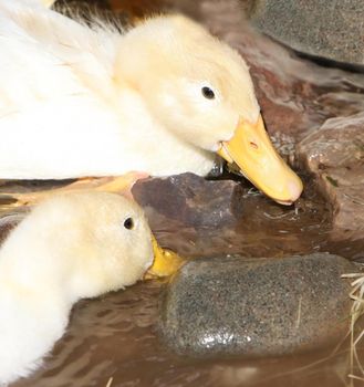 Baby geese scrounge for food between rocks in a stream. Incredible detail on the beaks - you can see tiny droplets of water.