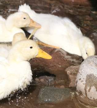 Baby geese scrounge for food between rocks in a stream. Incredible detail on the beaks - you can see tiny droplets of water shaking off the feathers