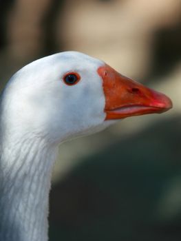 Close Up Shot of a Goose's Head. Background is blurred