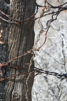 An old barbed wire fence is wrapped around a burned post.