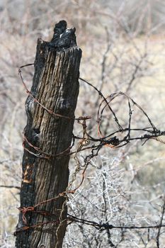 An old barbed wire fence is wrapped around a burned post.