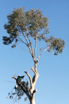 A large tree is being cut down by a man suspended ropes. He is leaning back against the rope and has a chainsaw dangling from his harness