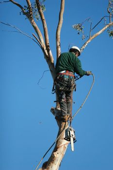 A large tree is being cut down by a man suspended ropes. A chainsaw dangles from the mans harness as he adjusts the ropes.