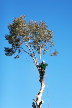 A large tree is being cut down by a man suspended ropes. He is holding up a chainsaw ready to cut a branch