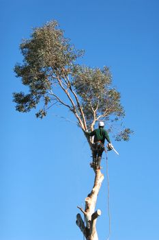 A large tree is being cut down by a man suspended ropes.