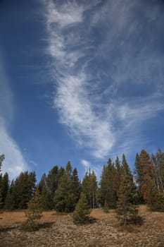 Hilly terrain and forest under a high sky at Yellowstone Park