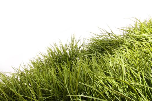 Tall green grass blowing in the wind