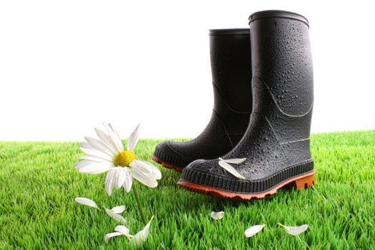 Rubber boots with daisy in green grass