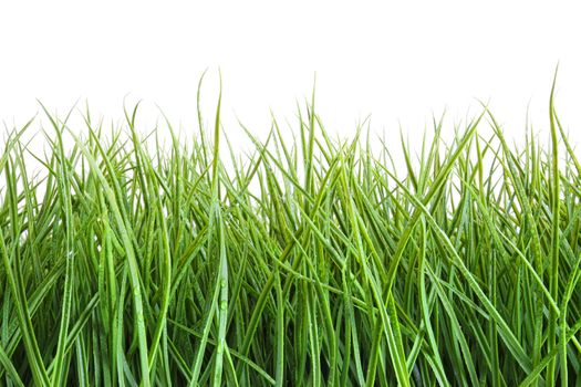 Tall wet grass against a white background